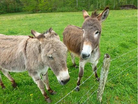 যৌন কেলেঙ্কারির জেরে বিরহ বেলা কাটিয়ে ফের চিড়িয়াখানায় একত্রে দুই কামার্ত গাধা