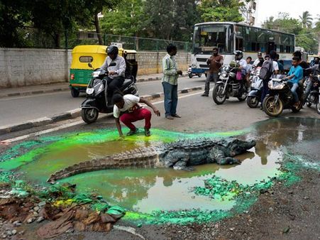 বেঙ্গালুরুতে শহরের মধ্যে রাস্তা আটকে দীর্ঘদেহী কুমীরের দাপট!