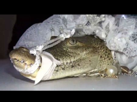 (ছবি) মহা ধূমধাম করে অনুষ্ঠিত হল 'কুমীরের বিয়ে'