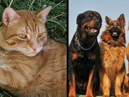 পৃথিবীর প্রথম শহর যেখানে নাগরিকত্ব পেল বিড়াল, কুকুর