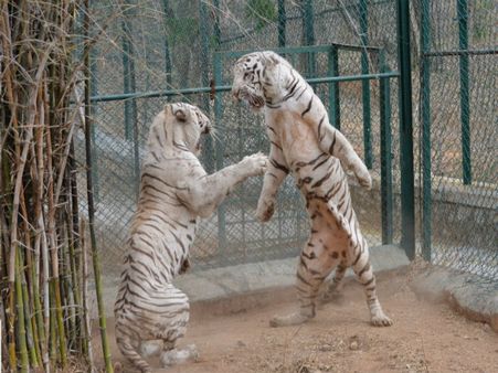 কামবর্ধক ওষুধের পরও যৌনতায় অনিহা 'লাজুক' বাঘের, রাতের ঘুম উড়েছে চিড়িয়াখানা কর্তৃপক্ষের!