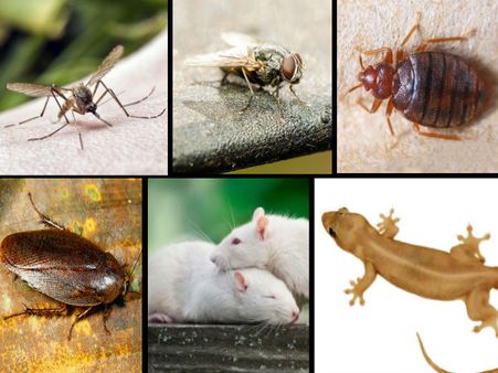 (ছবি) এই ঘরোয়া পদ্ধতিতে পোকামাকড়ের বংশ হবে ধ্বংস