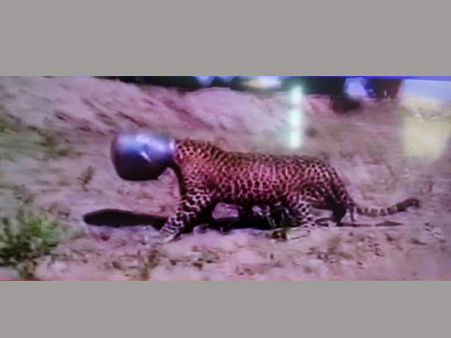 ভাইরাল ভিডিও : হাড়িতে মুখ আটকে ঘুরে বেড়াচ্ছে চিতা