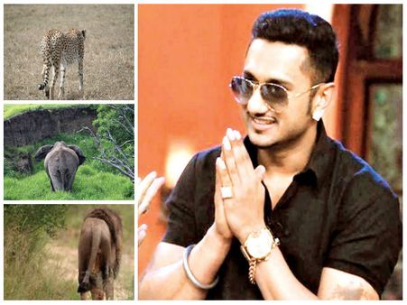 ইয়ো ইয়ো হানি সিংয়ের গান শুনলে পালায় জংলী পশুরাও! বিশ্বাস না হয় উত্তরাখণ্ডের কৃষকদেরই জিজ্ঞাসা করুন!