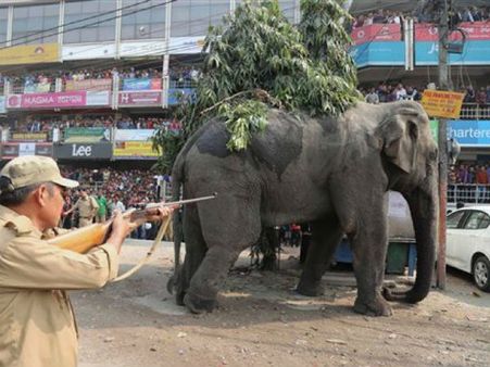 ৮ ঘন্টা ধরে মত্ত হাতির তাণ্ডব শিলিগুড়িতে, ক্ষতিগ্রস্ত শতাধিক ঘর-বাড়ি