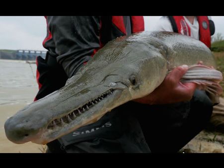 সুভাষ সরোবর থেকে উদ্ধার কুমীর সদৃশ শিকারি মাছ, উদ্বেগে বিশেষজ্ঞমহল!