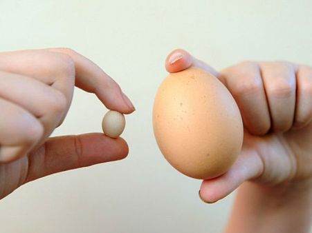 বিশ্বের ক্ষুদ্রতম 'মুরগীর ডিম' মিলল ইংল্যান্ডের এক খামারবাড়িতে