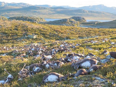 নরওয়েতে বজ্রাঘাতে নজিরবিহীনভাবে মৃত ৩০০ বল্গাহরিণ