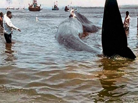 কোঙ্কন উপকূলে ৪৭ ফুট লম্বা নীল তিমি উদ্ধার!