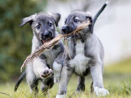 সারমেয়র যমজ সন্তান, দেখতেও হুবহু এক, এর আগে এমন ঘটনা আর ঘটেনি