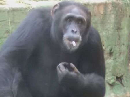 (ভিডিও) খাঁচায় বসেই সিগারেটে আমেজের সুখটান শিম্পাঞ্জির