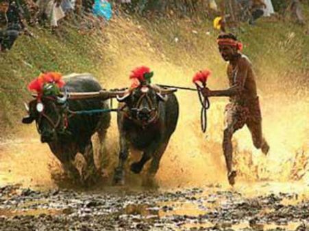 'জল্লিকাট্টু' কে ছাড় দিতেই 'কাম্বালা' নিয়ে আন্দোলনের পথে কর্ণাটক!