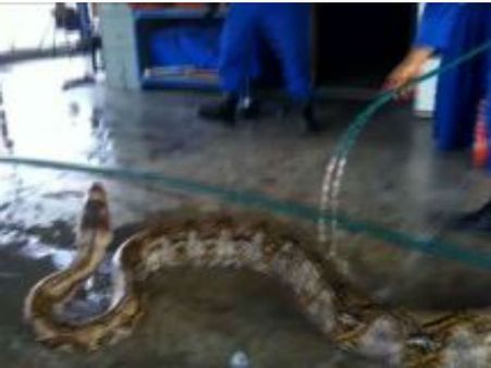 সাপ ধরার চাকরি নিয়ে মার্কিন মুলুকে ২ ভারতীয়