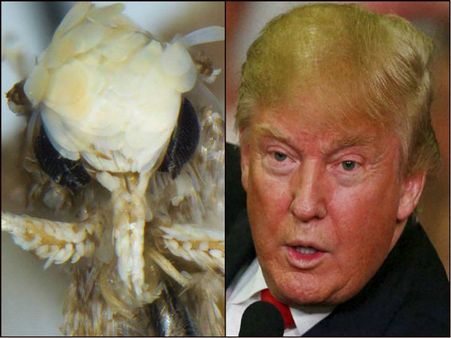 চুলের ছাঁটে অদ্ভুৎ মিল, ট্রাম্পের নামেই নামকরণ নয়া পতঙ্গের