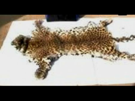 ১০ ফুট চিতার ছাল উদ্ধার, জলপাইগুড়ি থেকে গ্রেফতার ২ আন্তঃরাষ্ট্র চোরাকারবারি