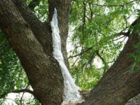 গাছ থেকে ঝরে পড়ছে বিয়ার, তা খেতেই হৈচৈ দিল্লি বিশ্ববিদ্যালয়ে