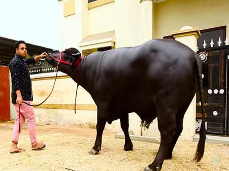 ২ লক্ষ শাবকের জন্মদাতা এই মহিষের বীর্য কত লক্ষ টাকায় বিকোয় শুনলে চোখ কপালে উঠবে