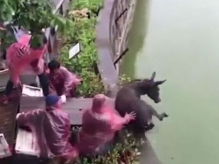 চিনে বাঘের খাচায় ফেলে দেওয়া হল গাধা, নারকীয় সেই ভিডিও এখন ভাইরাল ইন্টারনেটে