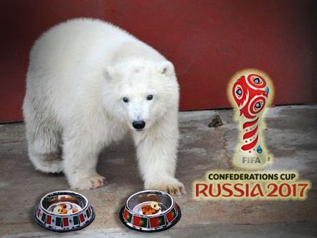 মেরু ভাল্লুক নিকাকে চেনেন, রোনাল্ডোর ভাগ্য কিন্তু এখন এই ভাল্লুকের হাতে