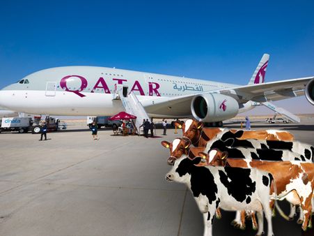 মানুষ নয়, বিমানে উঠবে ৪ হাজার গরু,কোথায় দেখুন