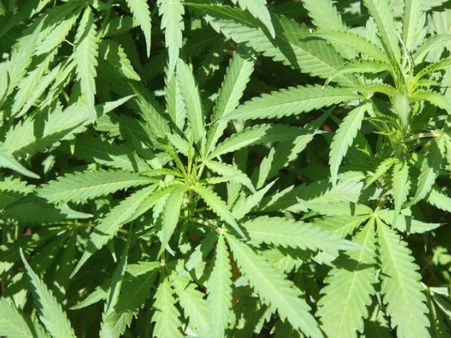 চিকিৎসাক্ষেত্রে গাঁজাকে কি বৈধ ঘোষণা করা উচিত, উঠল বিতর্ক, বিভিন্ন দেশে বৈধ গাঁজা