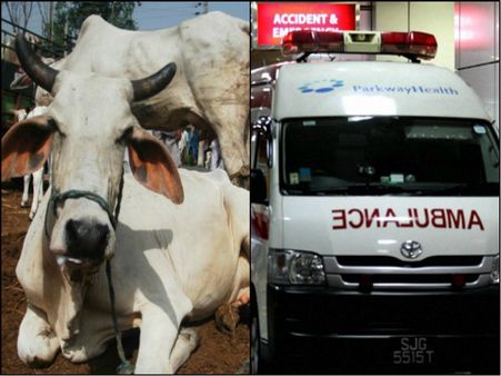 গরুর জন্য অ্যাম্বুলেন্স পরিষেবা চালু হল দেশের এই রাজ্যে