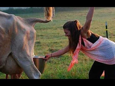 গোমূত্রেই নাকি রোগ নিরাময়, দাবি সংসদে