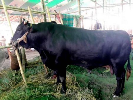 অনেক বাবুর নাম শুনেছেন, কালা বাবুকে চেনেন, দাম শুনলে ভিরমি খাবেন
