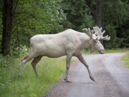 দুর্লভ এই শ্বেত হরিণ একাই মাত করছে ইন্টারনেট দুনিয়া