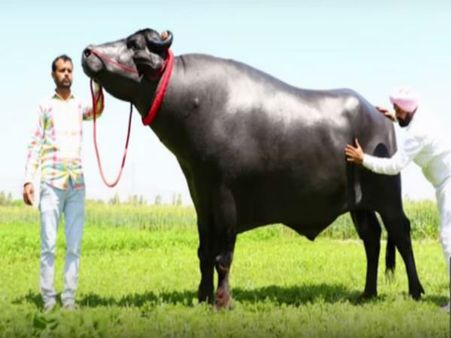 সুলতানের খাবার তালিকায় এই জিনিসটিও, হরিয়ানার এই গৃহপালিতকে নিয়ে শোরগোল