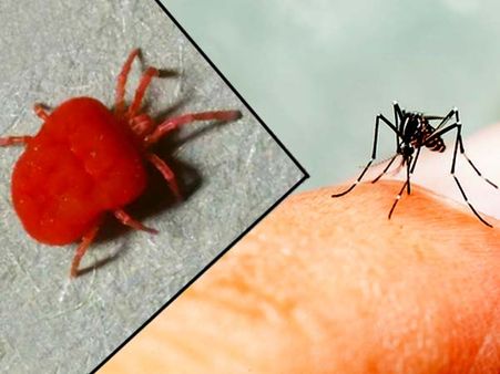 সাবধান, প্রাণ কাড়ছে মাইটস! ডেঙ্গির আতঙ্কের মাঝেই শহরে হানা নতুন উপদ্রবের