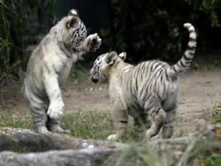 খাঁচায় খাবার দিতে গিয়ে বেঙ্গালুরুর পার্কে মর্মান্তিক পরিণতি পশু রক্ষণাবেক্ষণকারীর