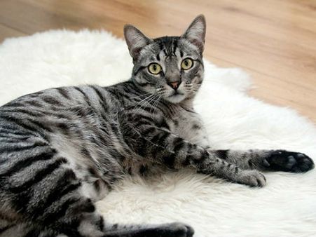 ভারতের একমাত্র গ্রাম যেখানে বিড়াল পূজিত হয় দেবী রূপে