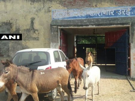 গাছ মুড়িয়ে খেয়ে গ্রেফতার 'গাধা', সাজা খাটল চারদিন, কোন রাজ্যের পুলিশের এমন কীর্তি