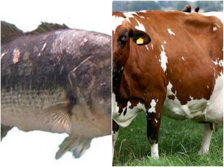 গরুর দুধ, মাছ এমন কী হাসপাতালের জল থেকেও হতে পারে টিবির সংক্রমণ, বিস্তারিত জেনে নিন