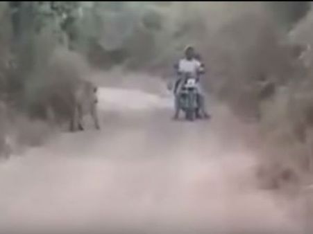 দুই বাইক আরোহীকে ঘিরে দুটি বাঘ, তারপর যা হল, দেখুন ভিডিও