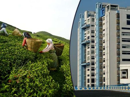 চা-বাগান শ্রমিকদের জন্য সুখবর, পঞ্চায়েত ভোটের আগে ‘মাস্টারস্ট্রোক’ দিলেন মমতা