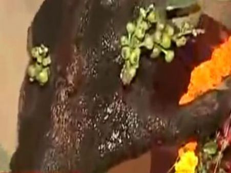 উল্টোডাঙায় গাছ থেকে কেন বেরোচ্ছে জল, কী বলছেন যুক্তিবাদীরা