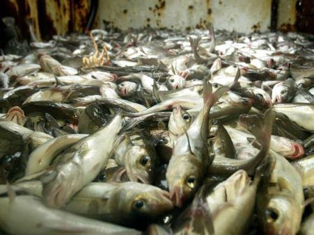 এবার মাছেও পড়ল 'পচা' হাত, মাংস-মুরগির পর পাত থেকে কী মাছও গেল