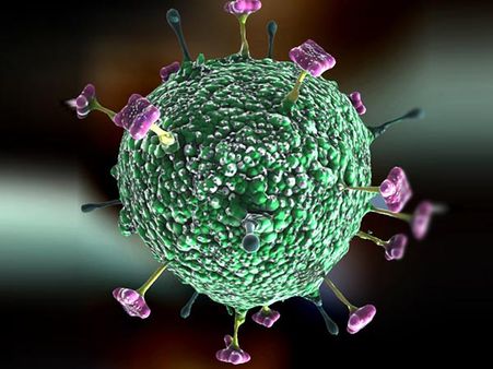 সোশাল মিডিয়ায় ভাইরাল ‘নিপা-মেসেজ’, আতঙ্কগ্রস্থ শিলিগুড়ি, কী এমন লেখা মেসেজে