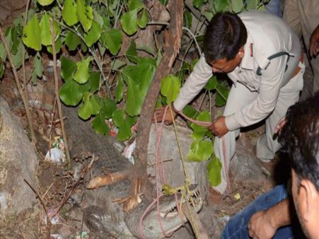 মধ্যরাতেই ঘরে কুমির, তারপর কী হল