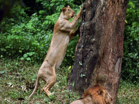 সিংহ নিয়ে রাস্তায় ভ্রমণ মালিকের, আতঙ্কে করাচি