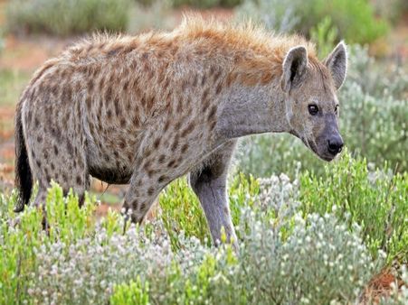 মেদিনীপুরে ফের চারপেয়ের আতঙ্ক! স্থানীয় বাসিন্দাদের দাবিতে এবার প্রশ্নের মুখে প্রশাসন