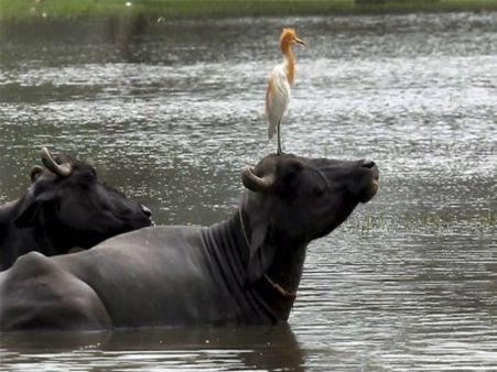 মোষ চুরির অভিযোগ! যোগী রাজ্যে গণপিটুনিতে মৃত্যু শাহরুখের