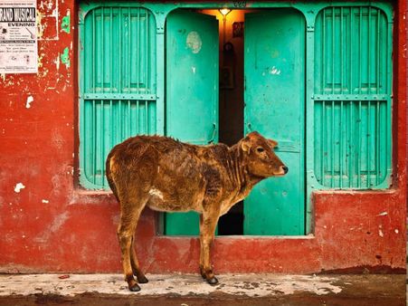 ছাগলের পর এবার ধর্ষিতা হল গরু! বিজেপি শাসিত রাজ্যে গ্রেফতার ১ কৃষক