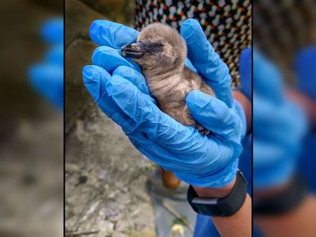 সাত দিনের অতিথি, বাঁচল না বাইকুল্লা চিড়িয়াখানার 'ফ্রিডম বেবি'