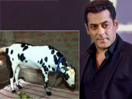 ছাগলের নাম 'সলমন খান'! এই পশুকে ঘিরে কী ঘটছে জানেন