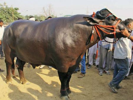 রাজকোষ শূন্য, গাড়ির পরে এবার মোষ নিলাম করলেন পাক প্রধানমন্ত্রী ইমরান খান