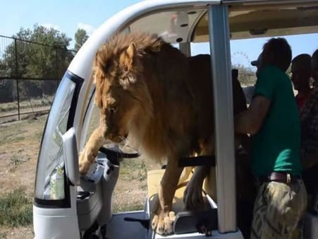 এ কেমন সিংহ, পর্যটকদের কোলে মুখ ঘুষছে, চেটে দিচ্ছে! ভাইরাল ভিডিও-তে বুঁদ সোশ্যাল মিডিয়া