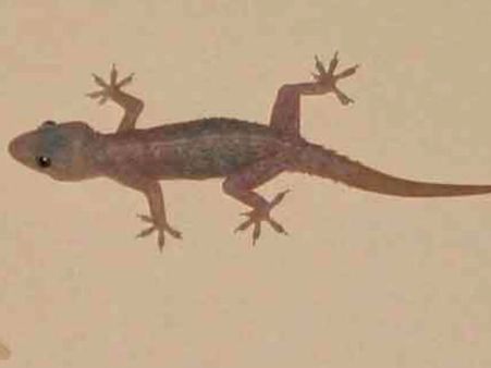 বাড়িতে টিকটিকি লড়াই করলে তার প্রভাব কী হতে পারে জানেন! উত্তর দিচ্ছে এই শাস্ত্র